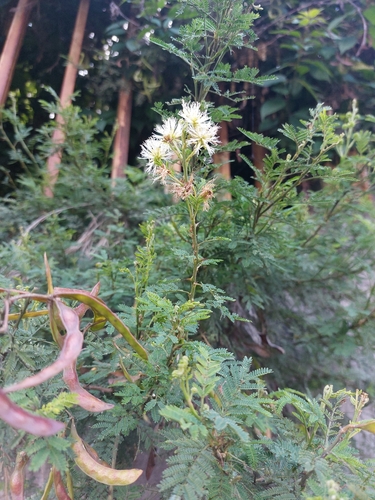 Mimosa quitensis, photograph 1
