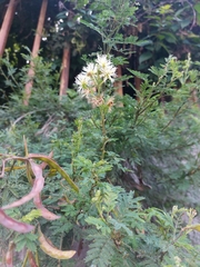 Mimosa quitensis