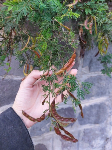 Mimosa quitensis, photograph 2