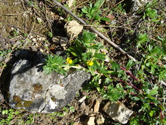 Ajuga chamaepitys palaestina