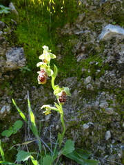 Ophrys umbilicata flavomarginata