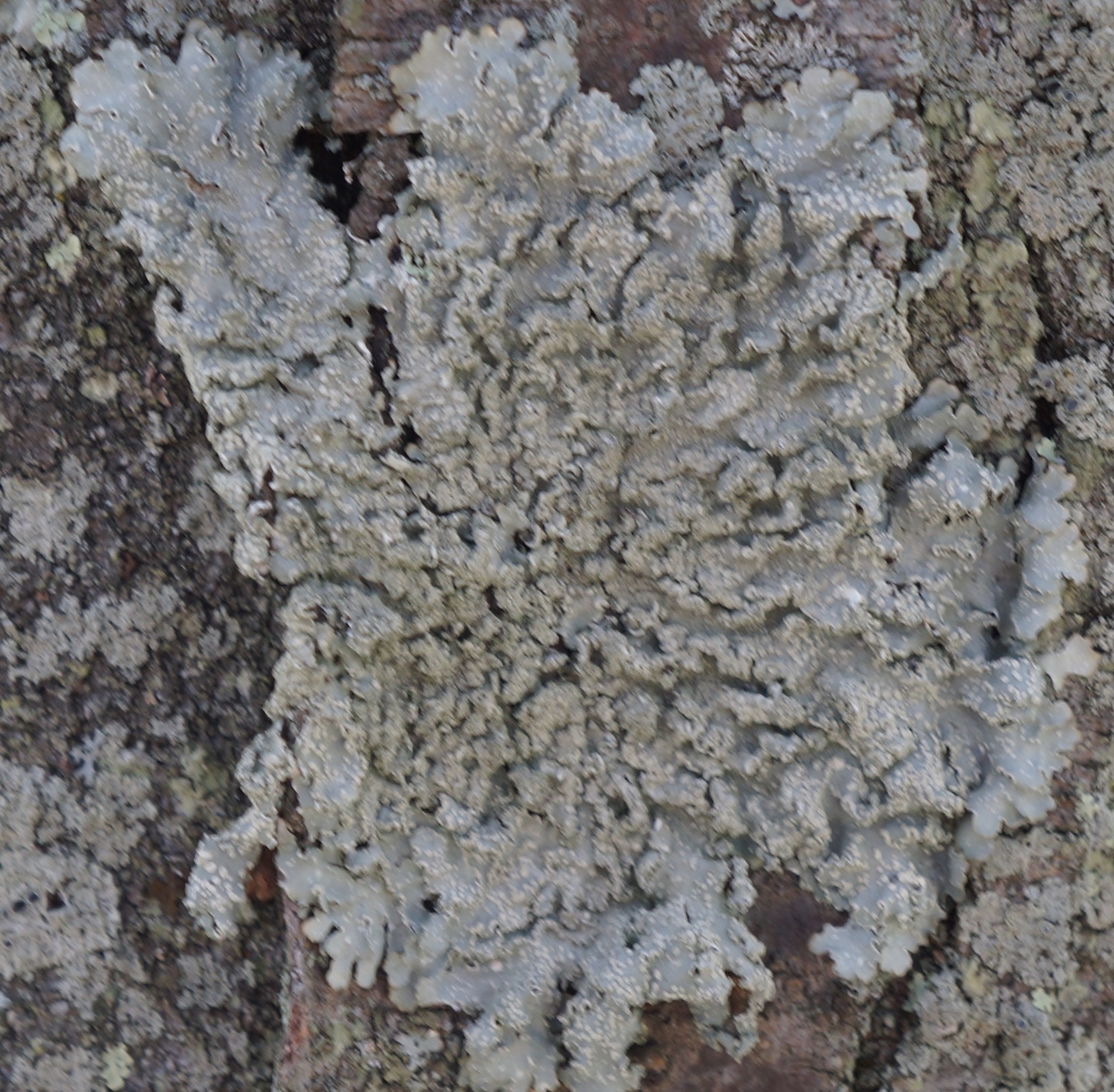 Punctelia caseana image