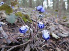 Hepatica nobilis