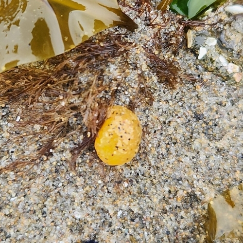 Doris montereyensis