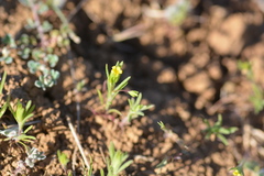 Rigiopappus leptocladus