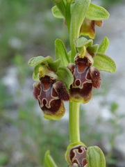 Ophrys umbilicata flavomarginata