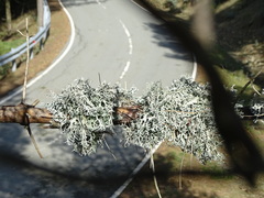 Pseudevernia furfuracea