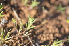 Rigiopappus leptocladus