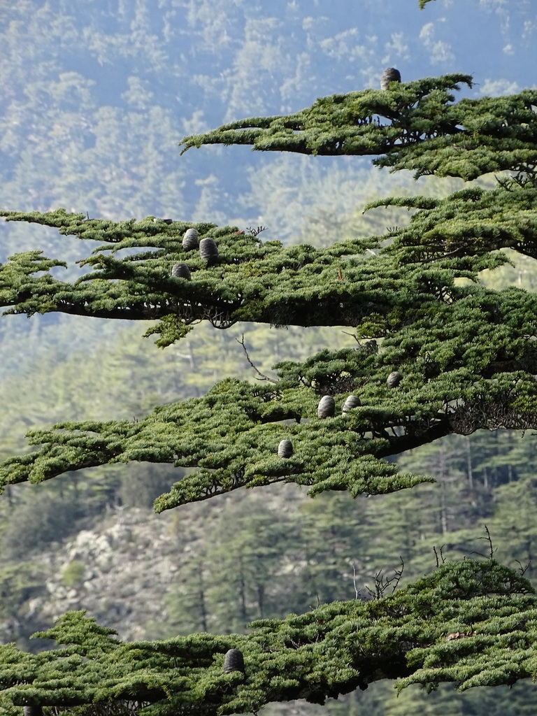 Cyprus cedar
