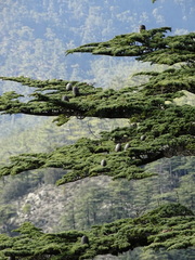 Cedrus brevifolia