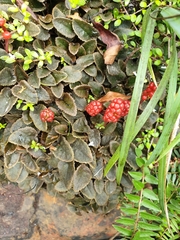 Gunnera prorepens