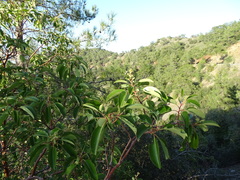 Arbutus andrachne