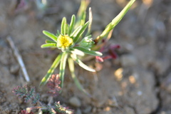 Rigiopappus leptocladus