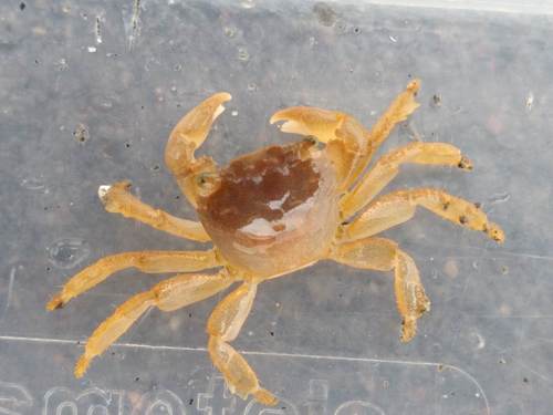 photo of Gulfweed Crab (Planes minutus)