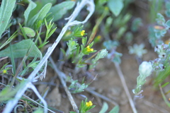 Rigiopappus leptocladus