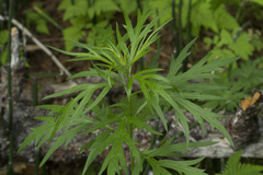 Artemisia vulgaris kamtschatica