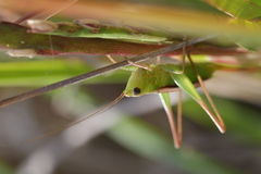 Conocephalus albescens