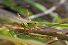 Conocephalus albescens