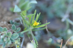 Rigiopappus leptocladus