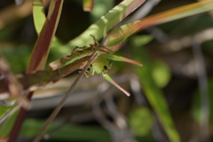 Conocephalus albescens