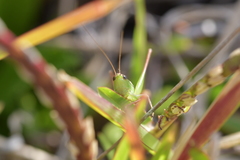 Conocephalus albescens