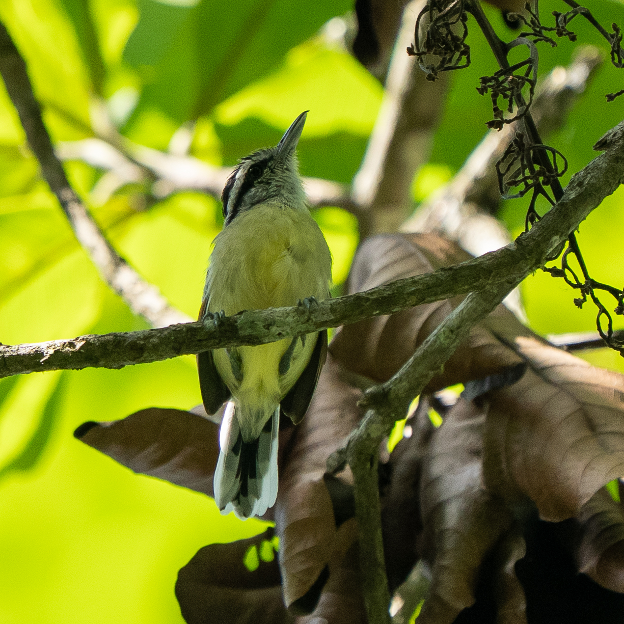 Rusty-winged Antwren (Herpsilochmus frater), photo 2