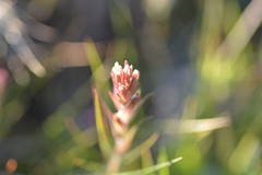 Castilleja attenuata