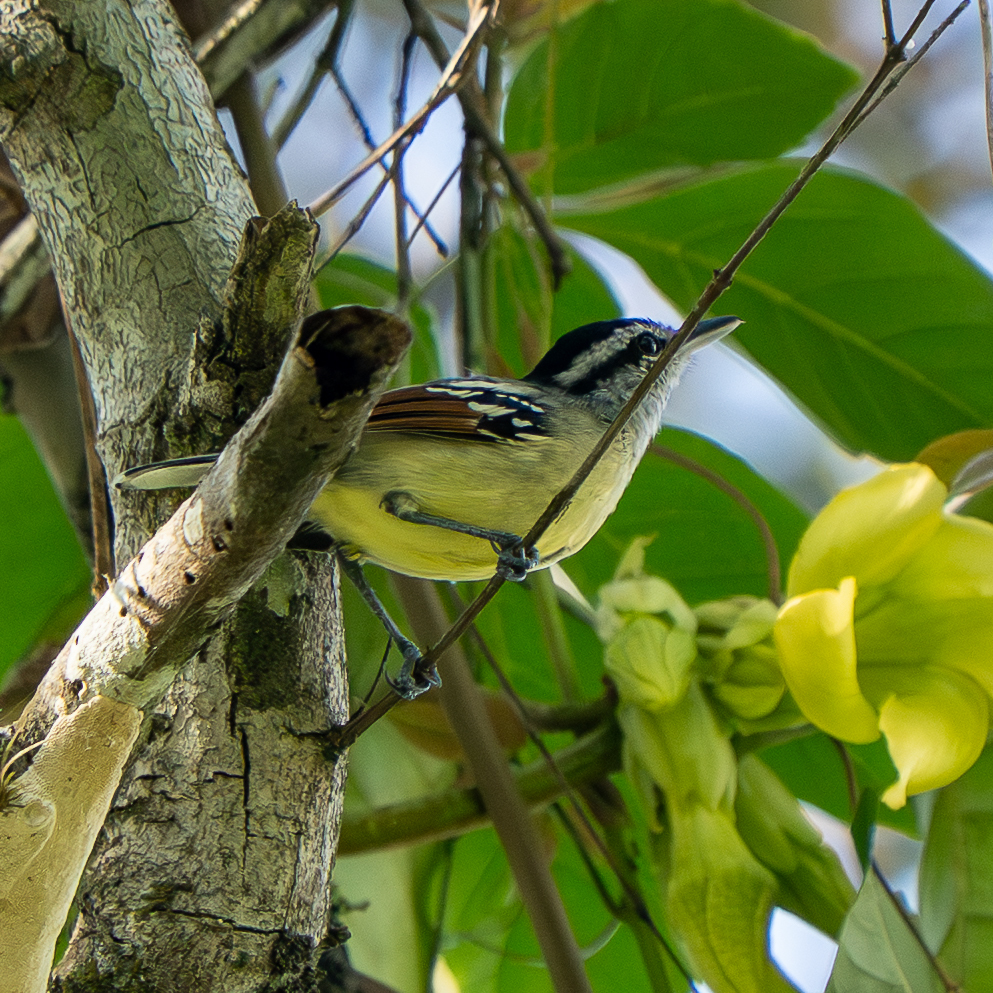 Rusty-winged Antwren (Herpsilochmus frater), photo 3