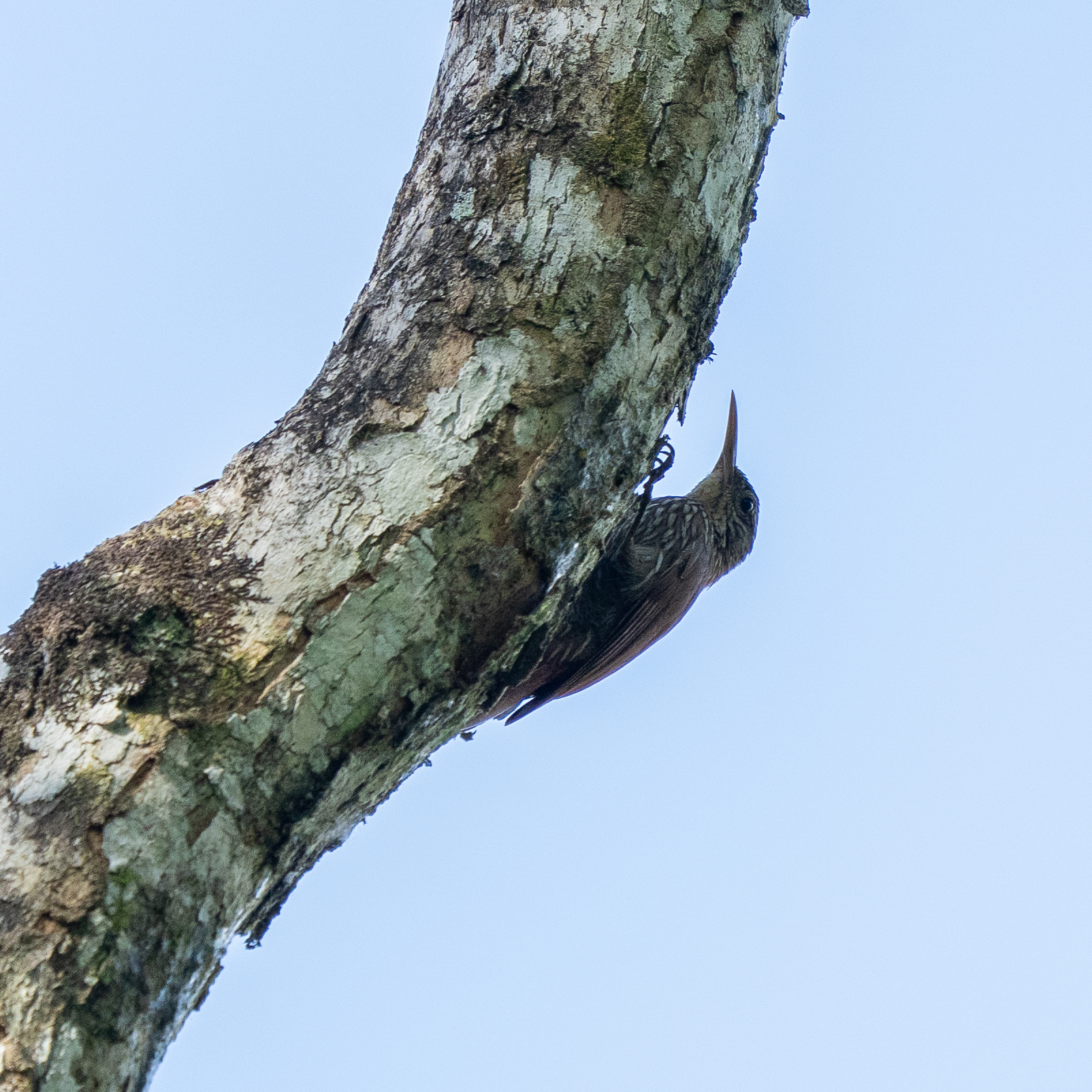 Streak-headed Woodcreeper (Lepidocolaptes souleyetii), photo 8
