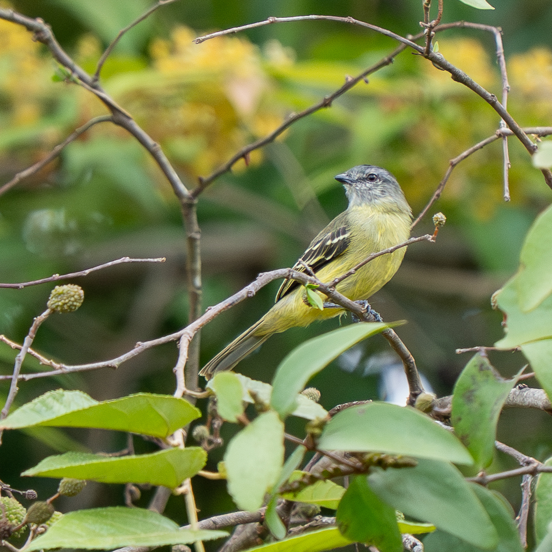 Yellow-crowned Tyrannulet (Tyrannulus elatus), photo 3