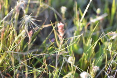 Castilleja attenuata