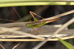 Conocephalus albescens