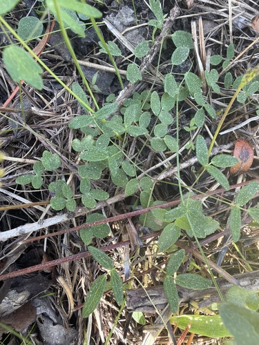 Thalictrum cooleyi, photograph 5