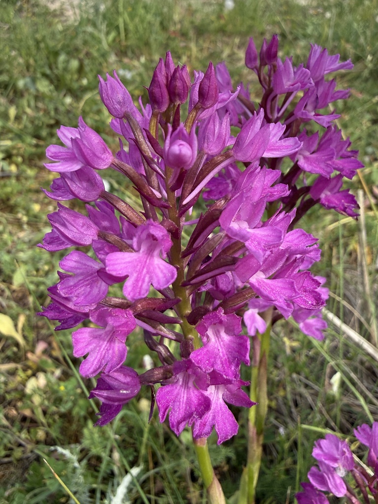 Anacamptis × vanlookenii