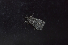 Eudonia philerga