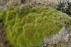 Kelleria childii