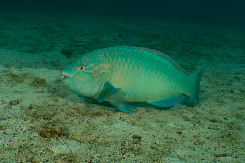 Scarus compressus
