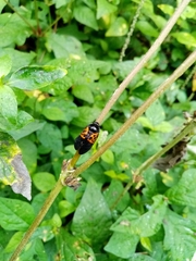 Cosmoscarta semimaculata