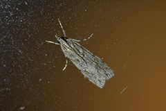 Scoparia halopis