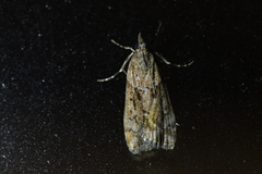 Eudonia submarginalis