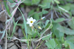 Leptosiphon latisectus
