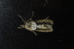 Eudonia submarginalis
