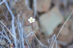 Leptosiphon latisectus