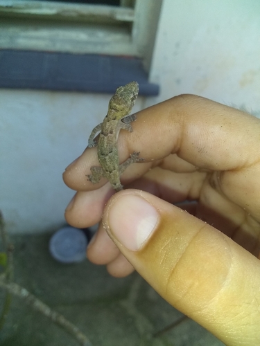 Tropical House Gecko