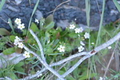 Leptosiphon latisectus