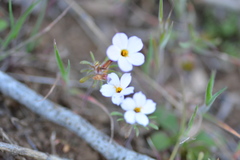 Leptosiphon latisectus