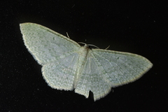 Poecilasthena pulchraria
