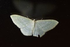 Poecilasthena pulchraria