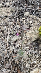 Boechera californica