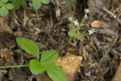 Galium kamtschaticum